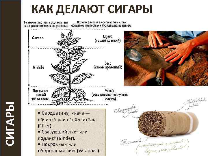 СИГАРЫ КАК ДЕЛАЮТ СИГАРЫ • Сердцевина, иначе — начинка или наполнитель (Filler). • Связующий
