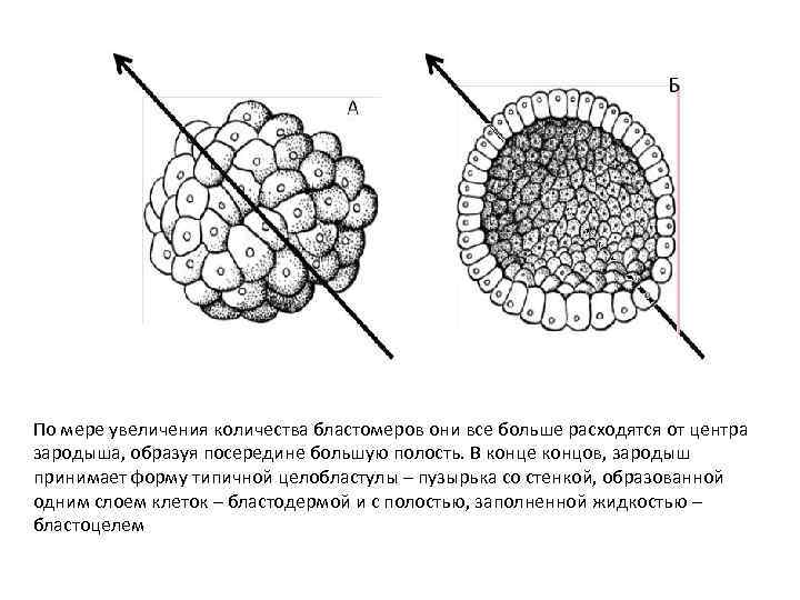 По мере увеличения количества бластомеров они все больше расходятся от центра зародыша, образуя посередине