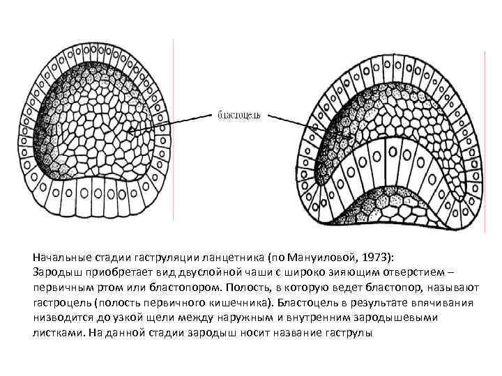 Начальные стадии гаструляции ланцетника (по Мануиловой, 1973): Зародыш приобретает вид двуслойной чаши с широко