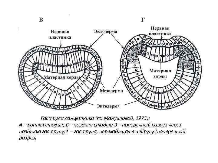 Вторичная полость тела на схеме эмбриогенеза