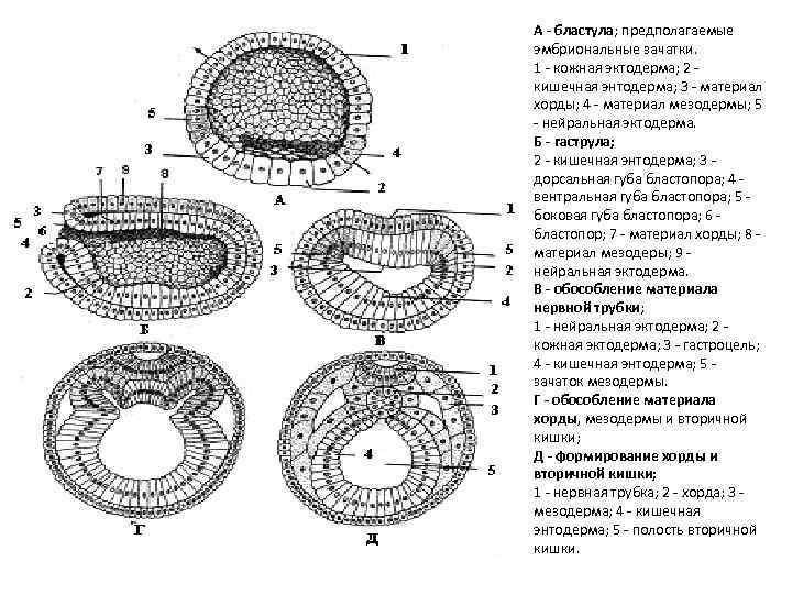 А - бластула; предполагаемые эмбриональные зачатки. 1 - кожная эктодерма; 2 - кишечная энтодерма;