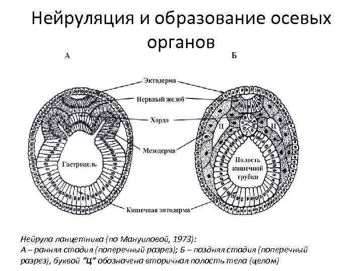 Нейруляция и образование осевых органов Нейрула ланцетника (по Мануиловой, 1973): А – ранняя стадия