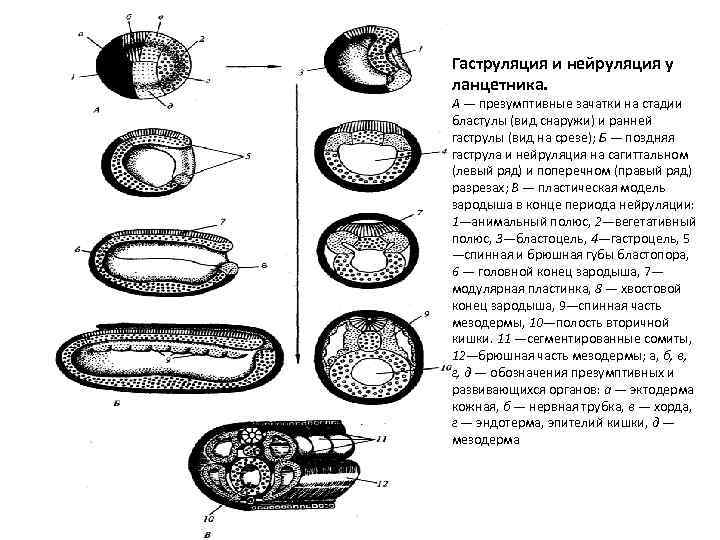 Гаструляция и нейруляция у ланцетника. А — презумптивные зачатки на стадии бластулы (вид снаружи)