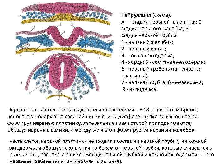 Нейруляция (схема). А — стадия нервной пластинки; Б - стадия нервного желобка; В -