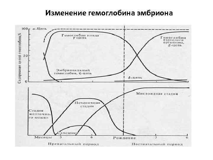 Изменение гемоглобина эмбриона 