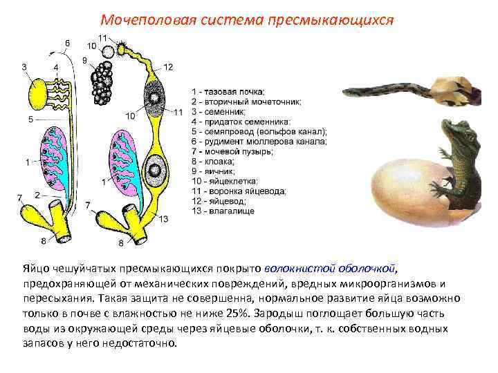 Мочеполовая система пресмыкающихся Яйцо чешуйчатых пресмыкающихся покрыто волокнистой оболочкой, предохраняющей от механических повреждений, вредных