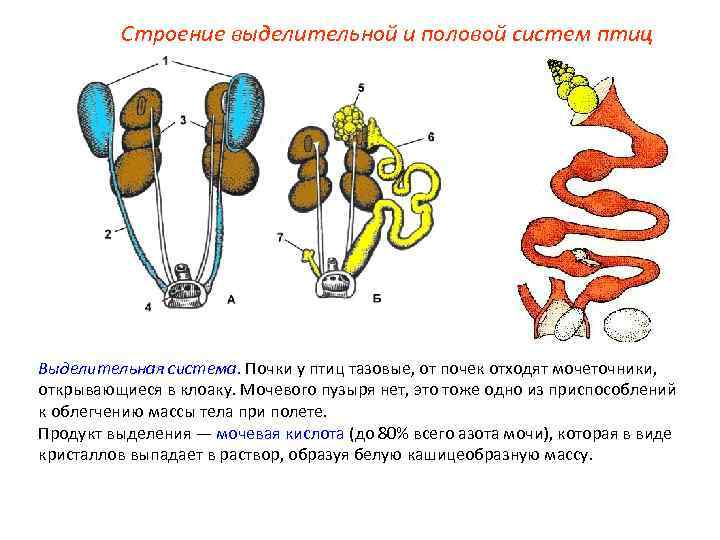 Строение выделительной и половой систем птиц Выделительная система. Почки у птиц тазовые, от почек