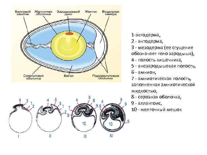 1 -эктодерма, 2 - энтодерма, 3 - мезодерма (ее сгущение обозначает тело зародыша), 4