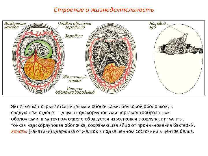 Строение и жизнедеятельность Яйцеклетка покрывается яйцевыми оболочками: белковой оболочкой, в следующем отделе — двумя