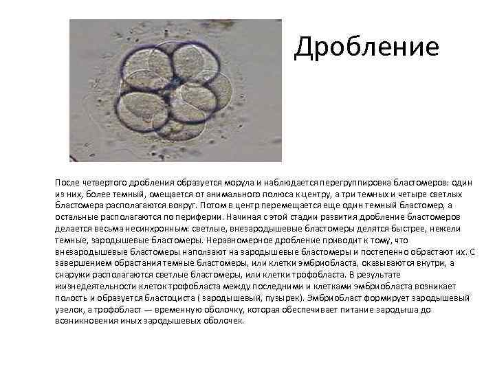  Дробление После четвертого дробления образуется морула и наблюдается перегруппировка бластомеров: один из них,