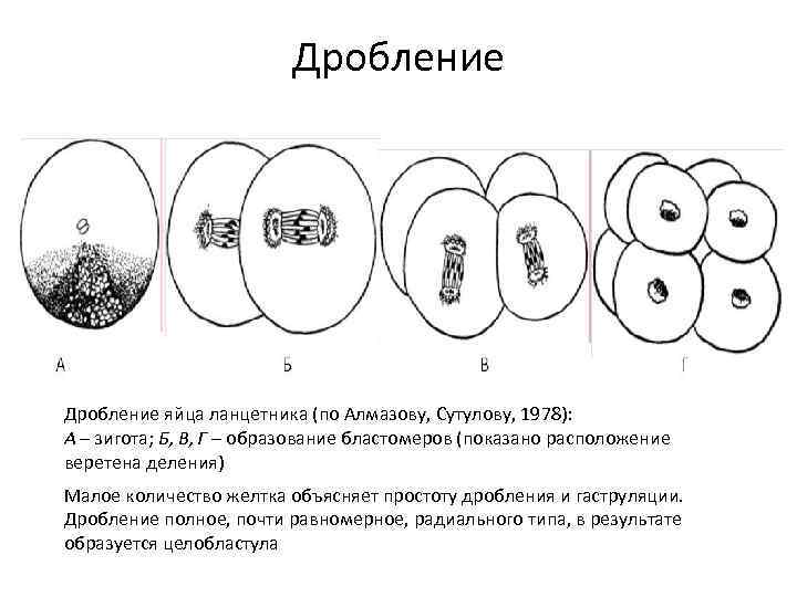 Дробление яйца ланцетника (по Алмазову, Сутулову, 1978): А – зигота; Б, В, Г –