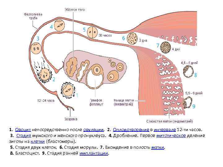1. Овоцит непосредственно после овуляции. 2. Оплодотворение в интервале 12 -ти часов. 3. Стадия