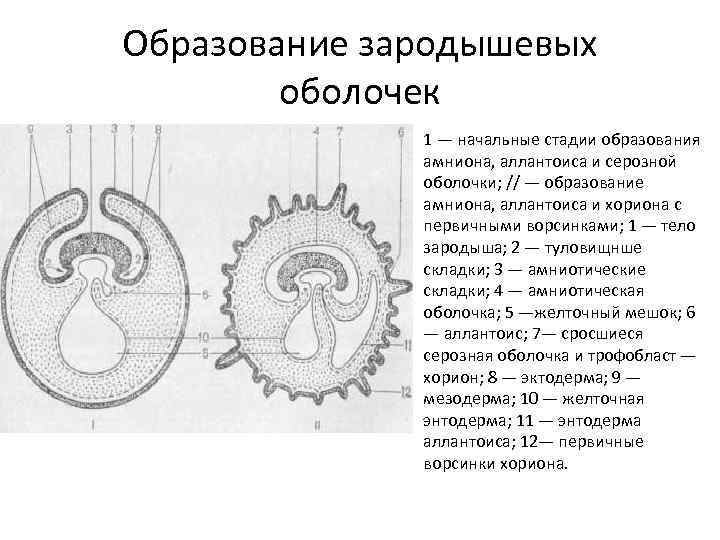 Образование зародышевых оболочек 1 — начальные стадии образования амниона, аллантоиса и серозной оболочки; //
