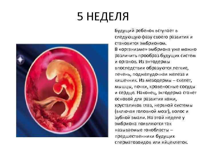 5 НЕДЕЛЯ Будущий ребенок вступает в следующую фазу своего развития и становится эмбрионом. В