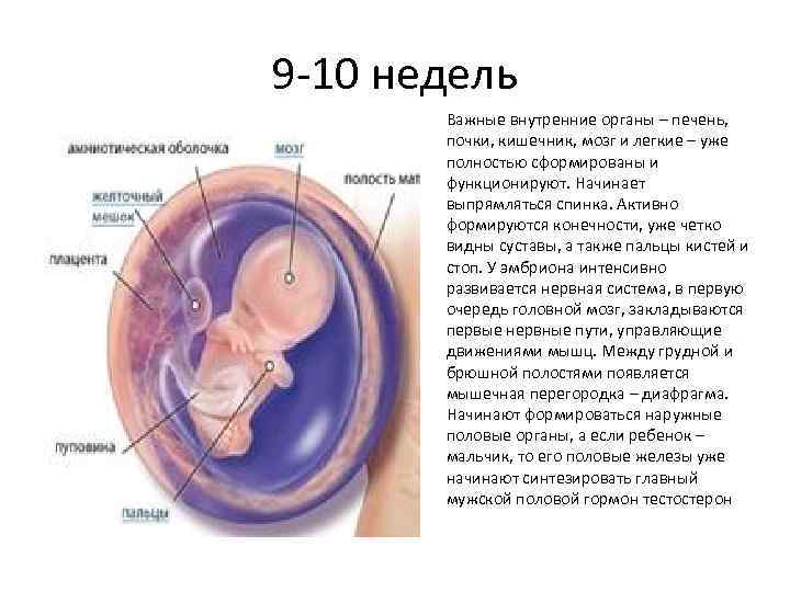 9 -10 недель Важные внутренние органы – печень, почки, кишечник, мозг и легкие –