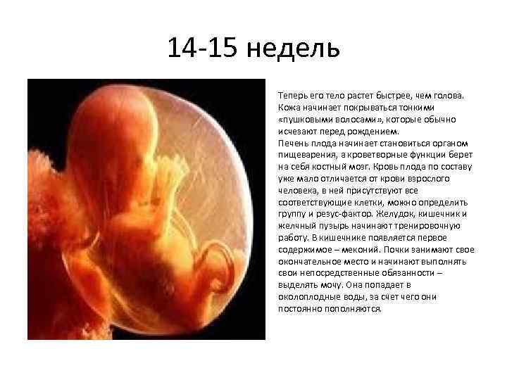 14 -15 недель Теперь его тело растет быстрее, чем голова. Кожа начинает покрываться тонкими