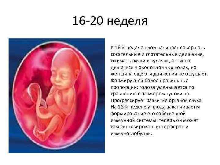 16 -20 неделя К 16 -й неделе плод начинает совершать сосательные и глотательные движения,