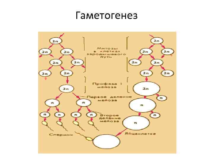 Рассмотрите схему гаметогенеза определите вид гаметогенеза название зоны обозначенной цифрой 1