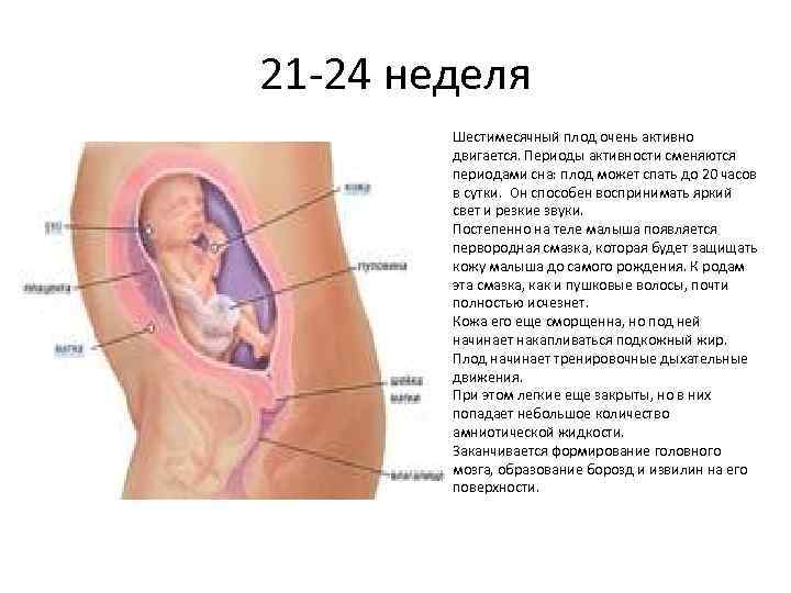 21 -24 неделя Шестимесячный плод очень активно двигается. Периоды активности сменяются периодами сна: плод