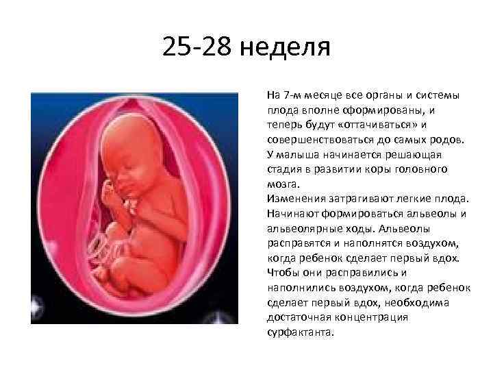 25 -28 неделя На 7 -м месяце все органы и системы плода вполне сформированы,