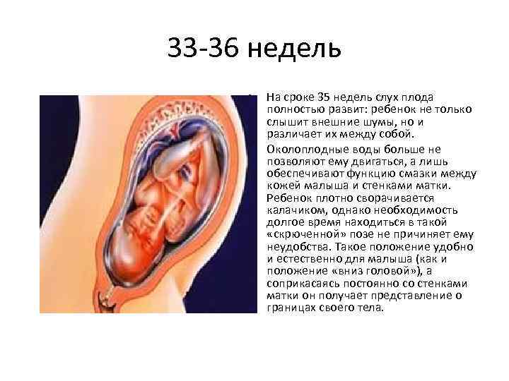 33 -36 недель • • На сроке 35 недель слух плода полностью развит: ребенок