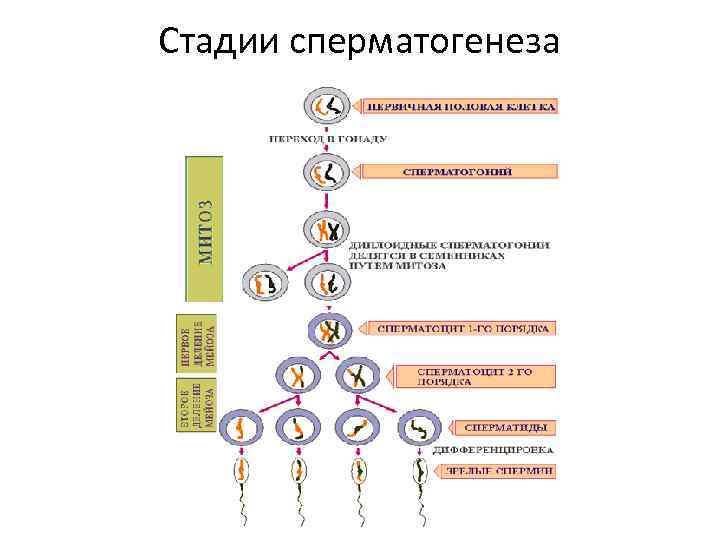 4 этапа сперматогенеза