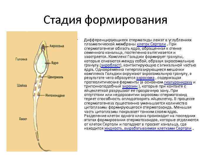 Спермии образуются в