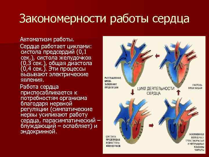 Во время систолы предсердий открыты. Систола и диастола сердца. Систола предсердий и желудочков. Систола и диастола схема. Работа сердца.