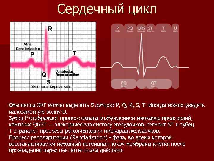 Сердечный цикл Обычно на ЭКГ можно выделить 5 зубцов: P, Q, R, S, T.