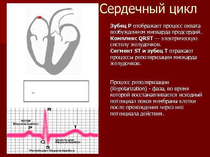 Сердечный цикл Зубец P отображает процесс охвата возбуждением миокарда предсердий. Комплекс QRST — электрическую