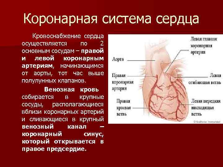 Коронарные сосуды сердца краткие сведения. Кровоснабжение сердца анатомия. Эпикардиальные коронарные артерии.