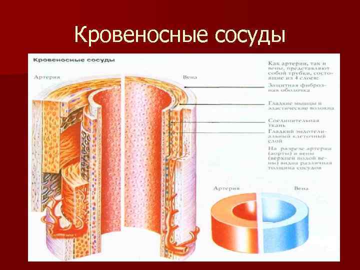 Стенки кровеносных сосудов. Стенка кровеносного капилляра. Движение стенок кровеносных сосудов это. Рецепторы сосудистой стенки. Сосудистая стенка цилиндрической формы.