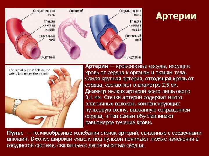 Артерии — кровеносные сосуды, несущие кровь от сердца к органам и тканям тела. Самая