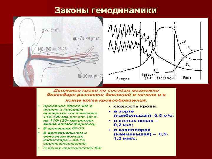 Законы гемодинамики 