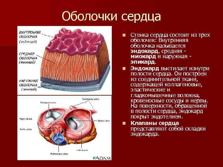 Тканевой состав оболочек стенки сердца эндокарда. Миокард эпикард эндокард ткани. Эндокард анатомия. Эндокард строение оболочки.