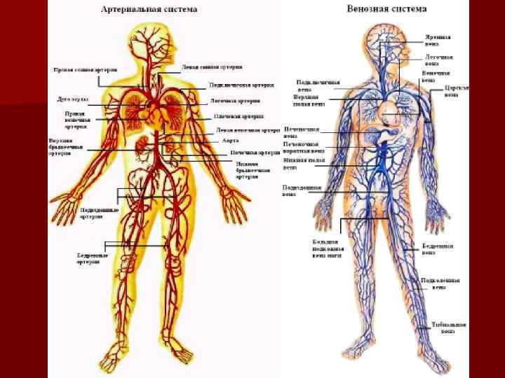 Венозная система человека схема на русском