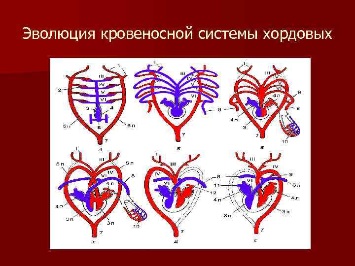 Схема кровеносной системы позвоночных