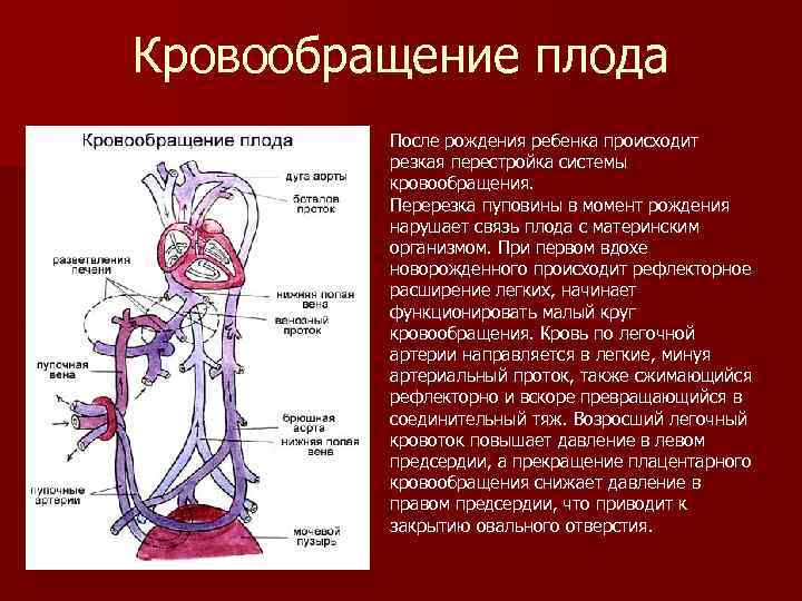 Кровообращение после. Кровообращение плода кратко. Кровообращение плода и система кровообращения после рождения. Система кровообращения у плода кратко. Изменение кровообращения плода после рождения.