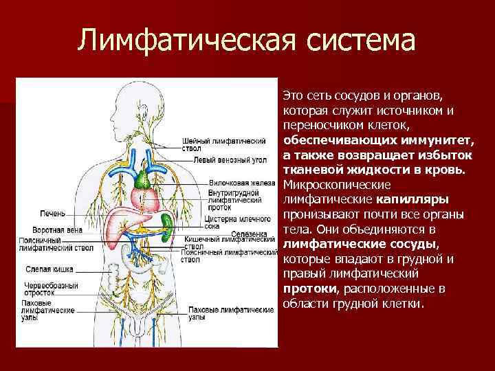 Лимфатическая система Это сеть сосудов и органов, которая служит источником и переносчиком клеток, обеспечивающих