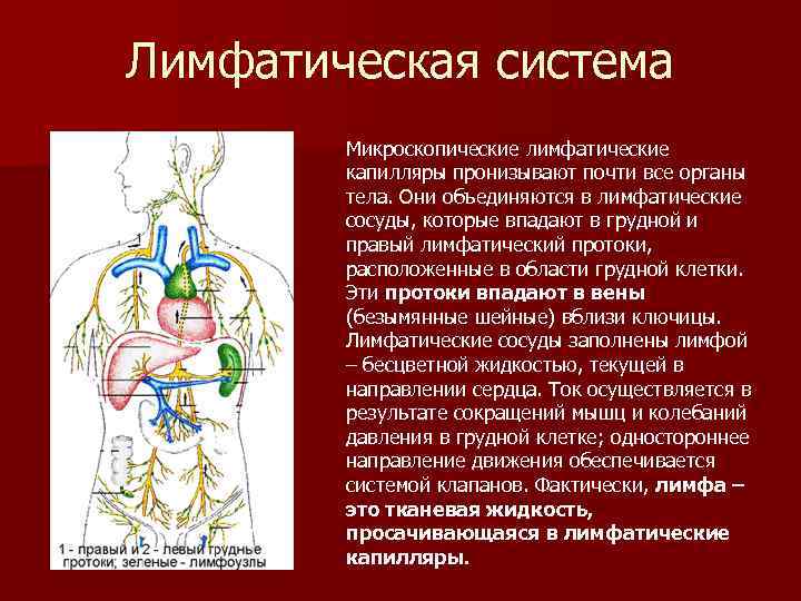 Расширение лимфатического протока. Лимфатический проток. Цистерна грудного лимфатического протока.