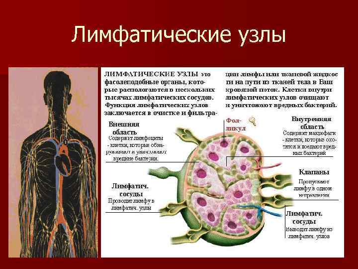 Образование лимфатического узла. Лимфатические узлы. Лимфатические узлы хто. Лимфоузлы строение. Лимфа узлы.