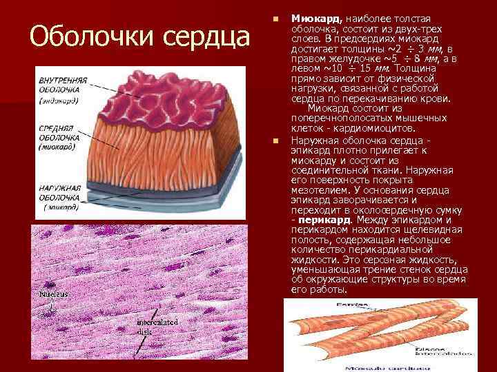 Из чего состоит оболочка