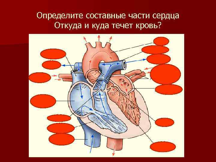 Какая кровь содержится в левой части сердца. Откуда куда течет кровь. Откуда и куда течет кровь в сердце. Строение сердца и откуда какая кровь течет.