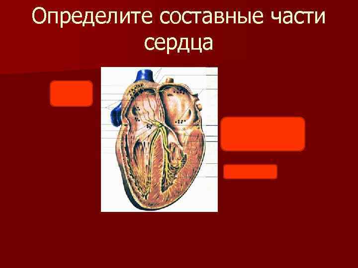 Водитель сердца