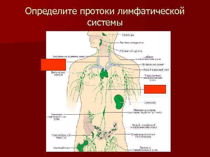 Расширение лимфатического протока