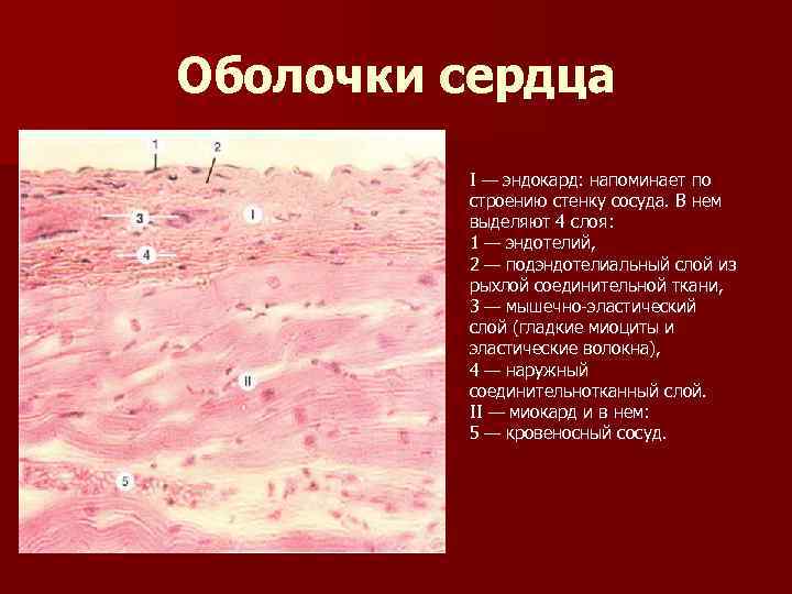 Оболочки стенки. Строение эндокарда сердца гистология. Строение оболочек стенки сердца гистология. Строение миокарда сердца гистология. Строение стенки сердца эндокард гистология.