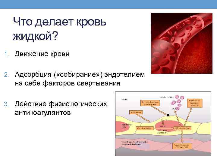 Что делает кровь жидкой? 1. Движение крови 2. Адсорбция ( «собирание» ) эндотелием на