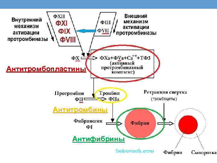 Антитромбопластины Антитромбины Антифибрины 