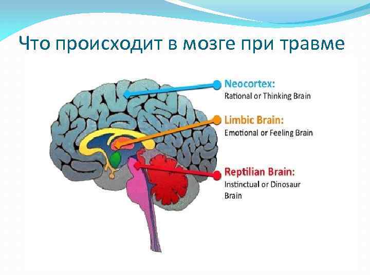 Что происходит в мозге при травме 