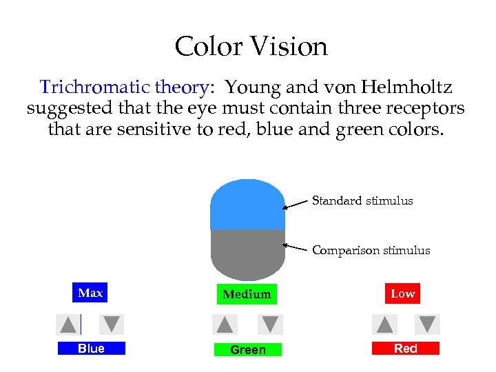 Color Vision Trichromatic theory: Young and von Helmholtz suggested that the eye must contain